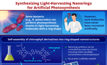 Chlorophyll Derivatives to Replicate Elusive Nanorings