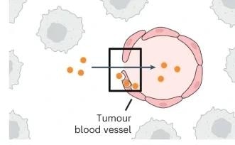 New Theory Explains How Nanoparticles Enter and Exit the Tumors