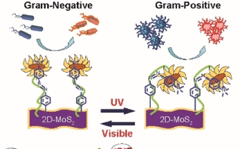 Nanomaterial with “Light Switch” Targets Gram-Positive and Gram-Negative Bacteria