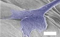 Revolutionizing Regenerative Medicine: Groundbreaking Biomaterial for Tissue Growth