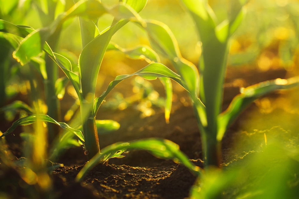 Carbon Nanoparticles Promote Growth and Enhance Crops - Vimarsana News