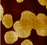 Consecutive Images of Lipid Bilayer at 0.5 f/s