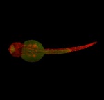 Carl Zeiss’ Lightsheet Z.1 Microscope Images Zebrafish Embryo 