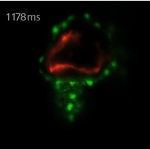 Light Sheet Fluorescence Microscope from Carl Zeiss Images Zebrafish Heart 