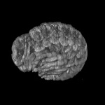 Lightsheet Z.1 Fluorescence Microscope Images Marine Amphipod