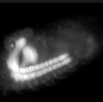 Lightsheet Z.1 Microscope Images Drosophila Melanogaster Embryo 