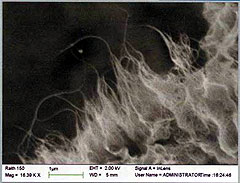Scanning Electron Micrograph (SEM) of Elicarb SW high-purity single-wall carbon nanotubes.