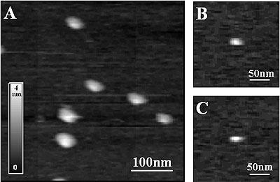 AZoNano - Online Journal fo Nanotechnology - AFM images of chitosanase molecules adsorbed on mica. Images were taken using tapping mode acetate buffer at pH 5.5. The enzyme molecules are well distributed. The molecular density is sufficiently sparse to take height fluctuations data on the support. The height of individual molecules is about 3 nm, as expected.