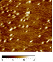 Online Journal of Nanotechnology - Constant current STM image of AZ molecules on Au(111) in air. Scan area: 124 x 124 nm. Tunnelling current 50 pA, bias voltage 0.180 V and scan rate 6Hz.