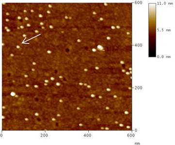 AZoNano – Online Journal of Nanotechnology - Topographic image of Au colloids deposited on MPTMS treated glass (Sample 1) as measured by TM-AFM in air.
