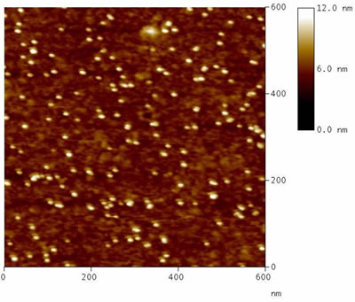 AZoNano – Online Journal of Nanotechnology - Representative topograph of Au colloids on MPTMS treated glass substrate (Sample 1) recorded by TM-AFM in fluid ambient (milli-Q water)