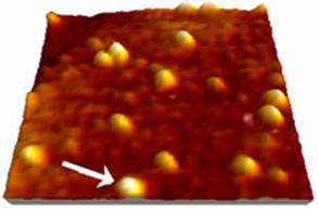 AZoNano – Online Journal of Nanotechnology - 250 x 250 nm2  TM-AFM image of YCC molecules adsorbed on Au(111) substrate.