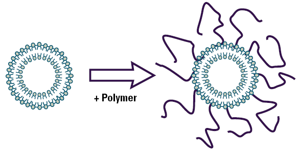 Schematic diagram of a polymer coated liposome.