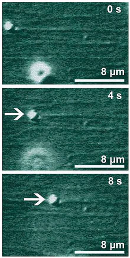 AZoNano, Nanotechnology - This figure contains three snapshots showing the transport of a micrometer bead (white arrow) at 0, 4, and 8 seconds. The bead is pulled by molecular motors, which are too small to be visible, along parallel filaments, which are immobilized on a substrate surface. All filaments are aligned in such a way that their ‘plus’ ends point to the right and form a multi-lane highway in the nanoregime. The bead moves about 8 micrometers in 8 seconds; during this time, each motor makes about 800 steps.